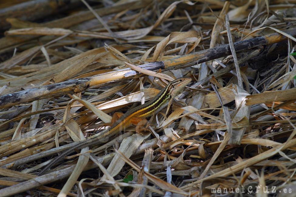 Lagartija colilarga (Psammodromus algirus)